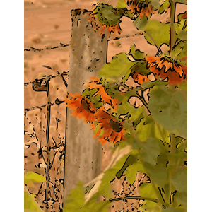 Sunflowers and Fencepost