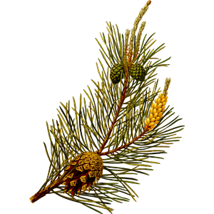 Scots pine (detailed)