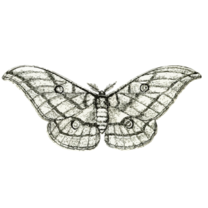 Moth 3