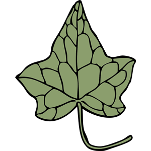 ivy leaf 5