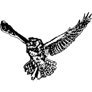 Owl 11