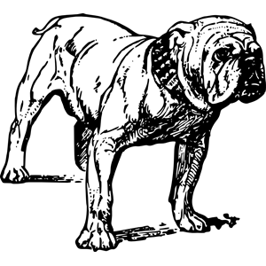 Bulldog