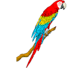 Parrot 08