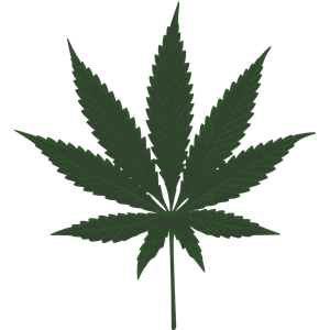 cannabis leafs