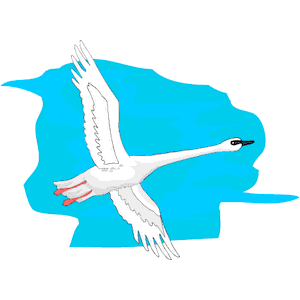 Swan 19