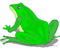 Frog 035