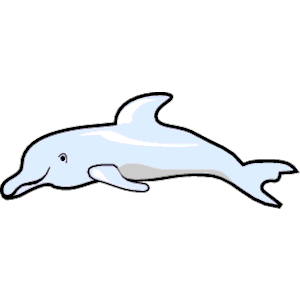 Dolphin 3