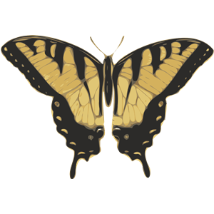 butterfly (papilio turnus) top view