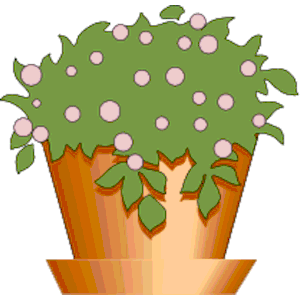 Plant in Pot 1