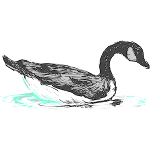 Swan 24