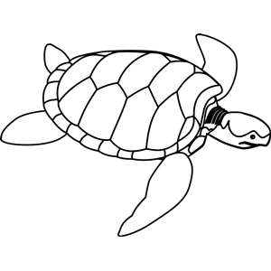 Green sea turtle line art