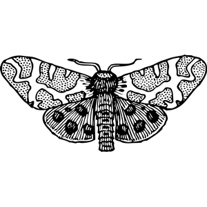 moth wings open