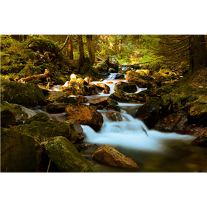Mountain Stream In Forest