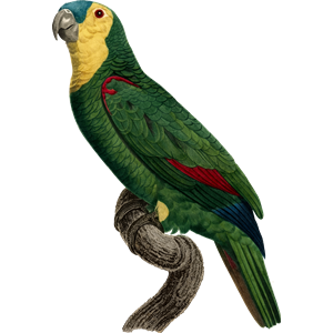 Parrot 22