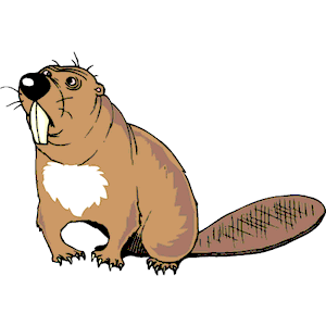 Beaver 6