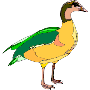 Duck 60