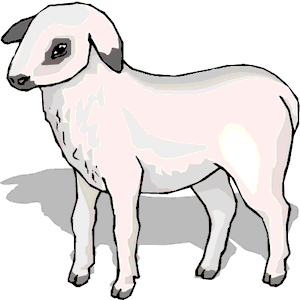 Lamb 7
