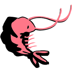 Shrimp 06