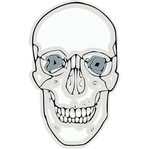 digitalized human skull