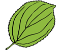 serrate leaf