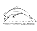 dolphin 1