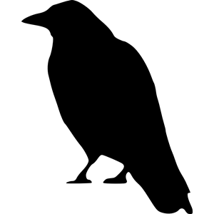 crow standing