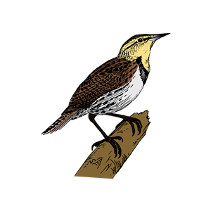 lark or alondra on the branch or limb