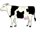 Cow 25