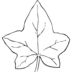ivy leaf 2