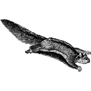 Flying squirrel 2