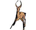 Antelope 02