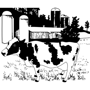 cow on farm