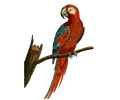 Vintage Deep Red Parrot Illustration