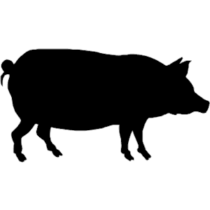 Pig 003