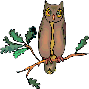 Owl 24