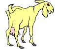 Goat 3