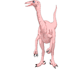 Dinornis 11