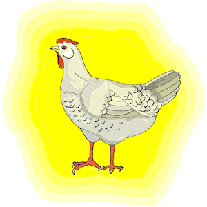 Chicken 11
