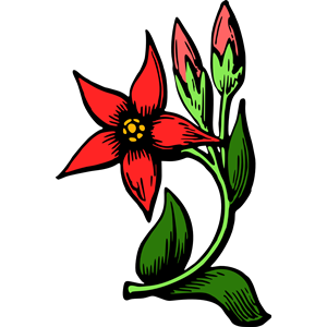 Flower 34 (colour)