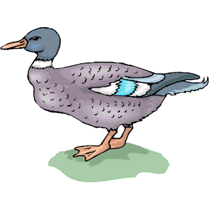 Duck 53
