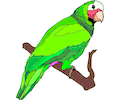 Parrot 21