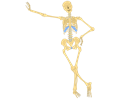 Human Skeleton(Outline)