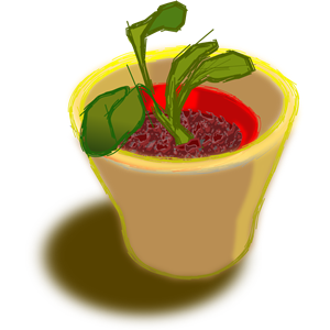 Plant in Two Pots