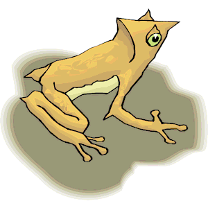 Frog 030