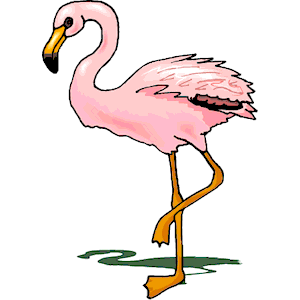 Flamingo 15