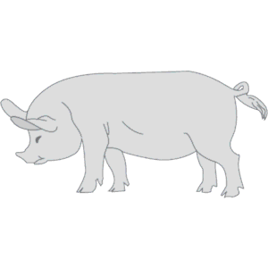 Pig 07