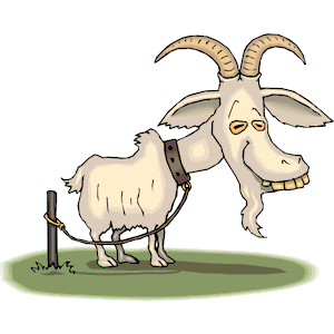 Goat 5