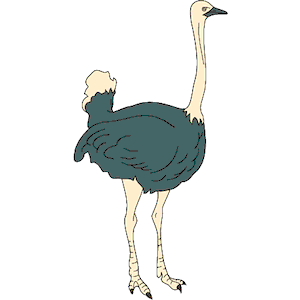 Ostrich 04