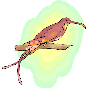 Hummingbird 12