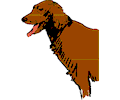 Dog 03
